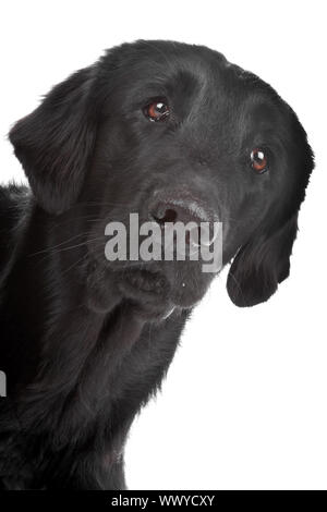 Face of black Flat coated retriever dog isolated on a white background Stock Photo