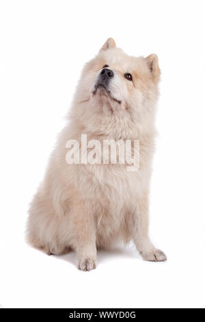 Cute mixed breed dog Chow-Chow and Samoyed sitting and looking, isolated on a white background Stock Photo