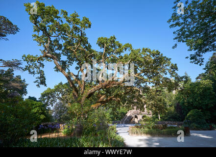 The old cork oak tree in the park of Quinta da Regaleira. Sintra. Portugal Stock Photo