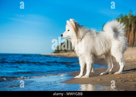 White dog Samoyed walks on the shore of the Baltic Sea Stock Photo