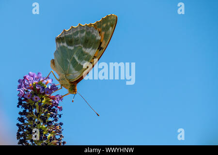 Silver fritillary butterfly on budliea Stock Photo