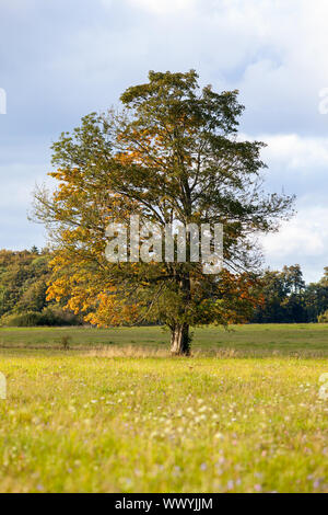 single standing tree with foliage colouring in autumn Stock Photo