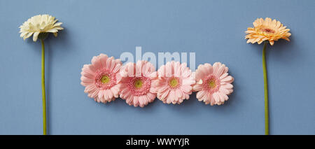A pattern of flowers gerberas on a blue paper background, isolated Stock Photo