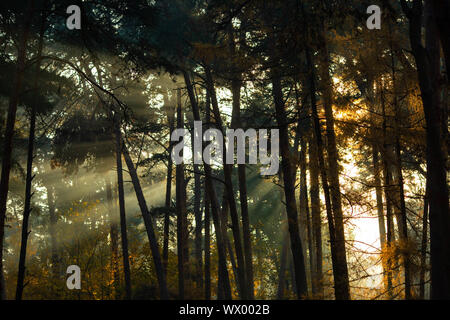 Photo of dense forest with rays of sun in afternoon Stock Photo