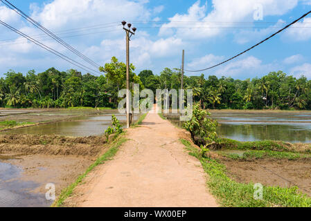 Paddy fields in the countryside in the southern province of Sri Lanka Stock Photo