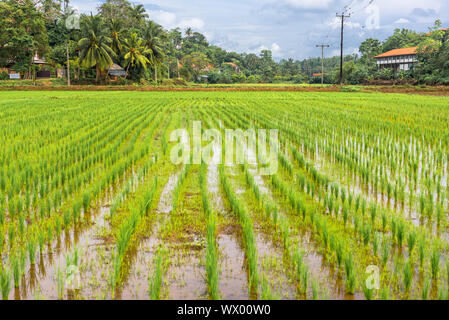 Agriculture and rice cultivation in Mirissa in the south of Sri Lanka Stock Photo