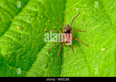 Tiny red spider sitting on a on a fresh green leaf, selective focus Stock Photo