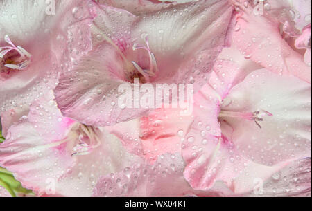 Delicate floral background - pink gladiolus flowers with water drops. Macro shot of beautiful gentle flowers with wet petals from morning dew. Beauty Stock Photo