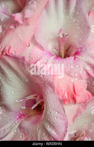 Delicate floral background - pink gladiolus flowers with water drops. Macro shot of beautiful gentle flowers with wet petals from morning dew. Beauty Stock Photo