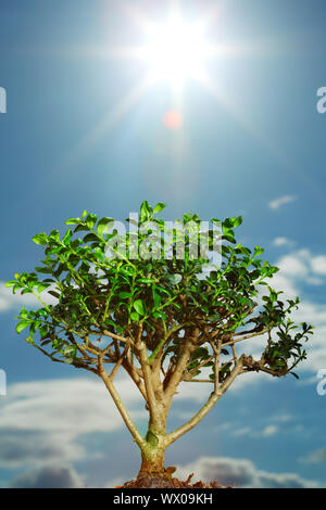 bonsai on blue sky background Stock Photo