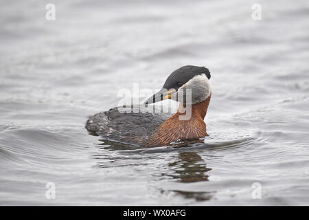 red-necked grebe Stock Photo