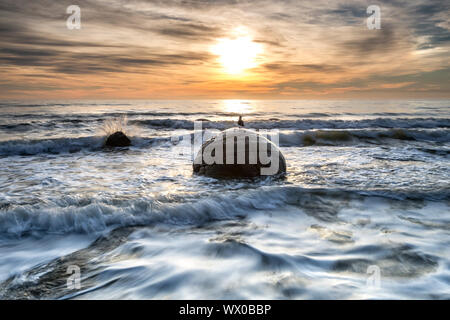 A seagull sat on a Moeraki Boulders at sunrise, Otago, South Island, New Zealand, Pacific Stock Photo