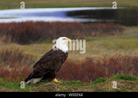 Bald Eagle, Valdez, Prince William Sound, Alaska, United States of America, North America Stock Photo