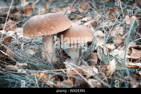Two white mushroom growing in the woods in a clearing. Stock Photo