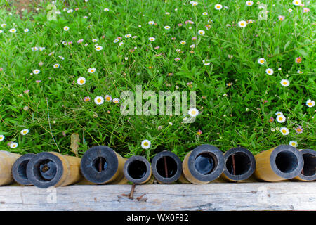 Bamboo fence and meadow with dandelions. Spring, freshness, nature, gardening - concept High resolution image gallery. Stock Photo