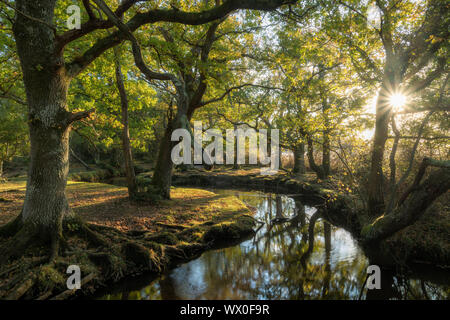 Early morning sunshine penetrates  deciduous woodland surrounding Ober Water near Puttles Bridge in the New Forest National Park,Hampshire,England,UK