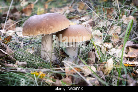 Two white mushroom growing in the woods in a clearing. Stock Photo