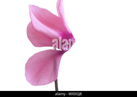 Pink cyclamen flower on white background. Stock Photo