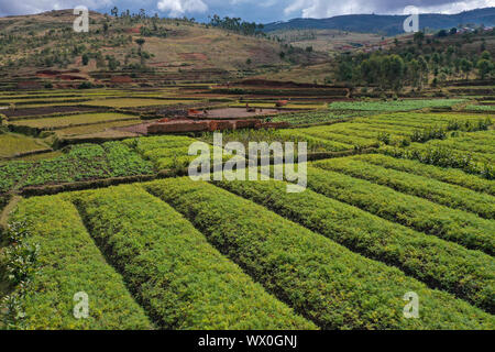 Vegetable cultivation and brick making on the rice fields, National Route RN7 between Antsirabe and Antananarivo, Madagascar, Africa Stock Photo