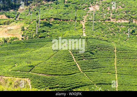 Tea plantation about 1500m above sea level in the highlands of Sri Lanka Stock Photo