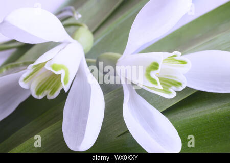 Snowdrops - the first spring flowers. Stock Photo