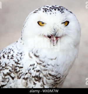 Snowy Owl (Strix scandiaca, Nyctea scandiaca, Budo scandiacus), calling, Germany, Europe
