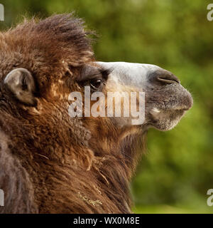 Bactrian camel, two-humped camel (Camelus bactrianus), portrait, Germany, Europe Stock Photo