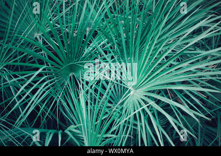 Closeup of a palmetto serenoa leaves. Electric green background Stock Photo