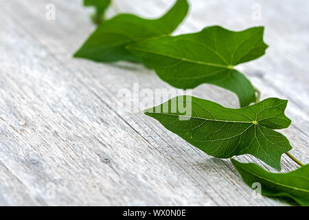 granny pop out of bed plant on wooden surface Stock Photo