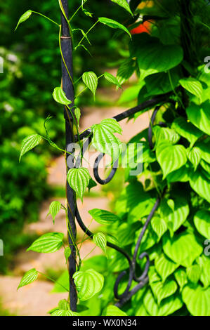 Closeup on green yam vine climbing on wrought iron arbor Stock Photo