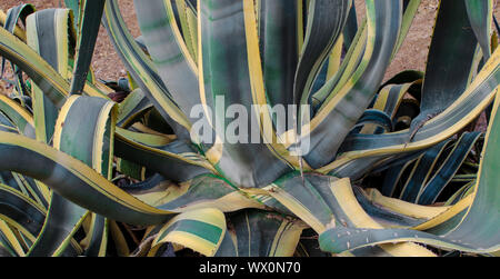 Closeup of an agave americana marginata leaves Stock Photo