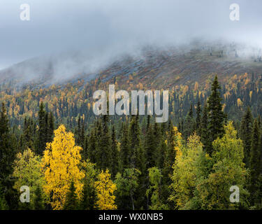 Silver birch (Betula pendula) and spruce in autumn colour, Muonio, Lapland, Finland, Europe Stock Photo