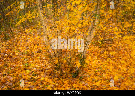 Long trunk hi-res stock photography and images - Alamy