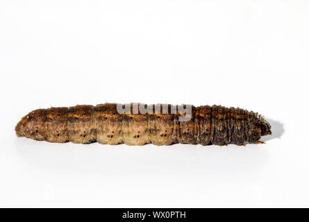 Broad-winged owl, caterpillar, butterfly Stock Photo