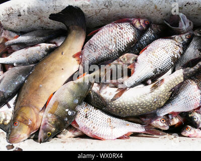 Fresh fish Stock Photo