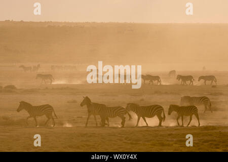 Plains zebras (Equus quagga) walking in dust at sunset in the Hidden Valley, Tanzania, East Africa, Africa Stock Photo