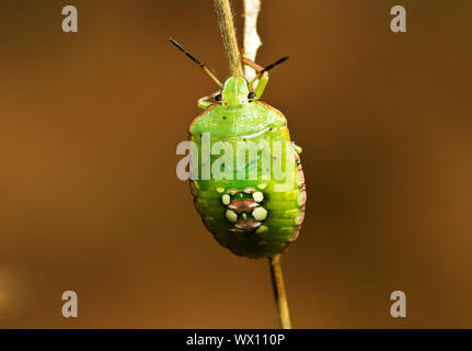 The nymph of the Green Vegetable Bug is a member of the shield bu or stink bug family. Exteremly common and widspread in the tropical world Stock Photo