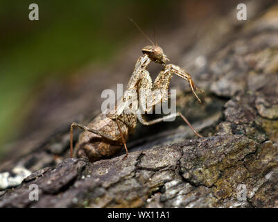 The Ground Mantids are small specialised members of the Common Mantids family. The males have wings whilst the females have no wings Stock Photo