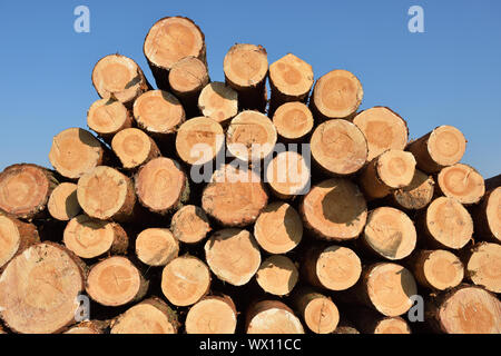 Wooden logs. Timber logging in autumn forest. Freshly cut pine tree logs Stock Photo