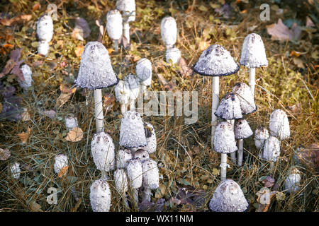 Non-edible poisonous mushrooms toadstools. Stock Photo