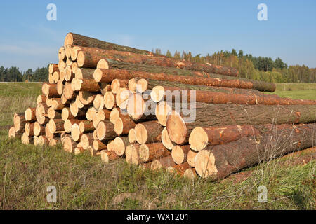 Wooden logs. Timber logging in autumn forest. Freshly cut pine tree logs Stock Photo