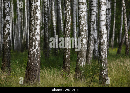 Natural background, birch grove, forest, summer birchwood, Beautiful landscape. non-urban, Stock Photo