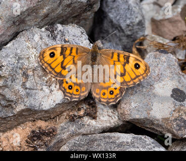Female Wall butterfly Lasiommata megera basking on limestone rocks at Hoe Grange Quarry in the Derbyshire Peak District Stock Photo