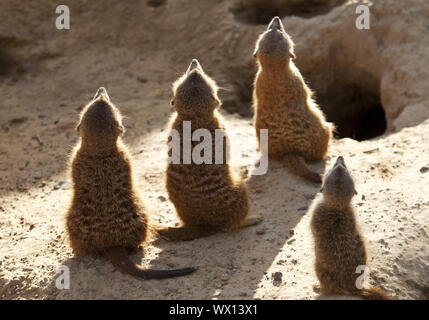 suricate, slender-tailed meerkat (Suricata suricatta) Stock Photo