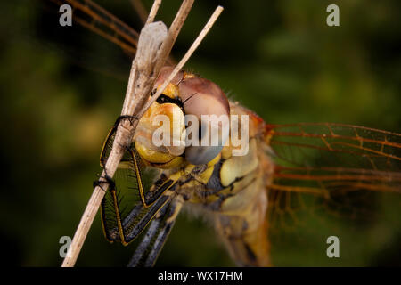 Beautiful macro photography of dragonfly sleeping Stock Photo