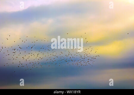 flock of jackdaws Stock Photo