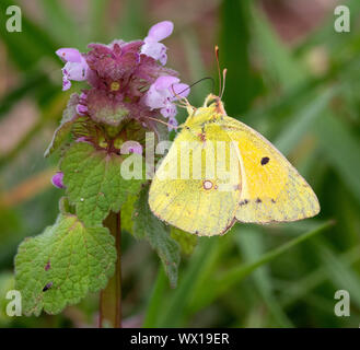 Clouded yellow male Colias croceus a late visitor to Britain feeding from red dead nettle flower in autumn - Somerset UK Stock Photo
