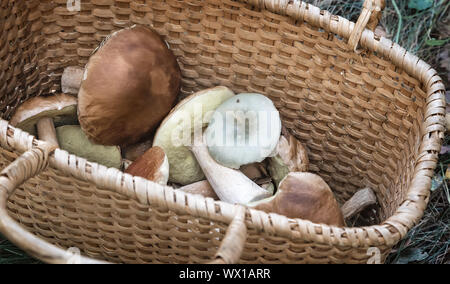 Various mushrooms in a large wicker basket Stock Photo