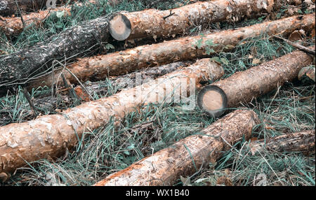 The felled trunk of a large birch Stock Photo