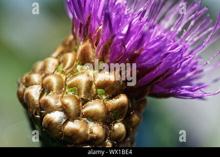 Detail of the flower of Maral Root (Rhaponticum Centauroides) Stock Photo